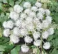 Engelwurz (Angelica sylvestris)