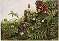 Wild Flowers No. 1, Farblithografie, Boston Public Library, 1880/90er Jahre