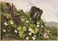 Wild Flowers No. 2, Farblithografie, Boston Public Library, 1880/90er Jahre
