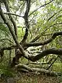 Habitus