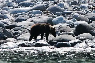 Ein Braunbär läuft an einem steinigen Ufer entlang.