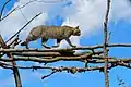 In freier Wildbahn selten geworden: Die Europäische Wildkatze