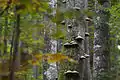 Im Rothwald