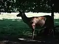 Rothirsch im Wildpark