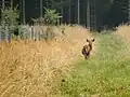 Rotwild im Forstenrieder Park
