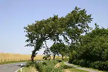 „Windlooper“ nahe Esens