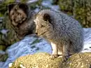 Polarfuchs