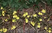 Winterjasmin an einer Mauer
