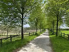 Winterlindenallee am Röntgenweg zw. NSG Dörpe- und Feldbachtal