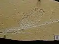 Wirtelalge Goniolina sp.