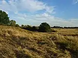 Wisseler Dünen