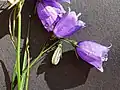 Witaseks Glockenblume: Blüten