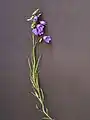 Witaseks Glockenblume: Habitus