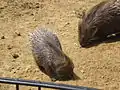Junges Weißschwanz-Stachelschwein