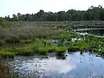 Wittmoor im Sommer