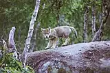 Fotos eines stehenden Wolfswelpen