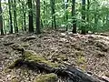 Überreste und Verlauf des Ringwalls