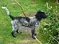 Blauschimmel-Cockerspaniel