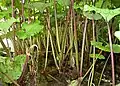 Pestwurzbestand