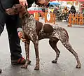 Französischer Vorstehhund, Typus Pyrenäen