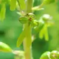 Großes Zweiblatt(Listera ovata),Blüte