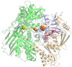 Xanthinoxidase