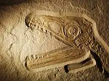 Foto eines Dinosaurierschädels