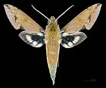 Xylophanes chiron lucianus ♂