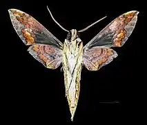 Xylophanes chiron nechus ♂  △