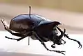 Xylotrupes florensis