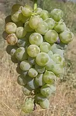 Xynisteri