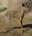 Kirk-Dikdik