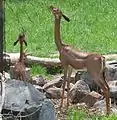 Südliche Giraffengazelle