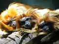 Goldene Löwenäffchen