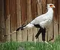 Sekretär