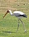 Nimmersatt (Mycteria ibis)