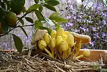 Gelber FaltenschirmlingLeucocoprinus birnbaumii
