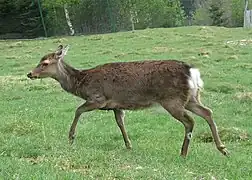 Sikahirsch, Weibchen