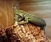 Varanus kordensis