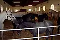 Lipizzanerstuten mit ihren Fohlen