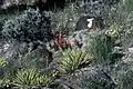 Kolonie mit Echinocereus triglochiditus in Blüte in Utah