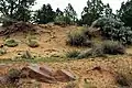 In Sandboden wachsend im Juni in Utah