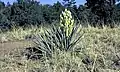 In trockenem Grasland in Arizona.