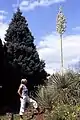 30 Jahre altes Exemplar mit 5 m hohem Blütenstand im August 2004 nach dem Jahrhundertsommer 2003 in Mannheim, Deutschland