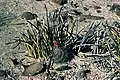 Yucca endlichiana vergesellschaftet mit Echinocactus horizonthalonius in Mexiko