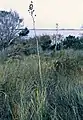 Mit langem Blütenstand in South Carolina