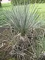 Yucca glauca subsp. stricta 20 Jahre altes Exemplar in der Sammlung von F. Hochstätter