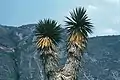Yucca potosina verzweigtes Exemplar in Mexiko