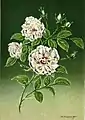 'Yvonne Rabier' (1910)