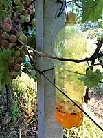 PET-Flasche als Wespenglas